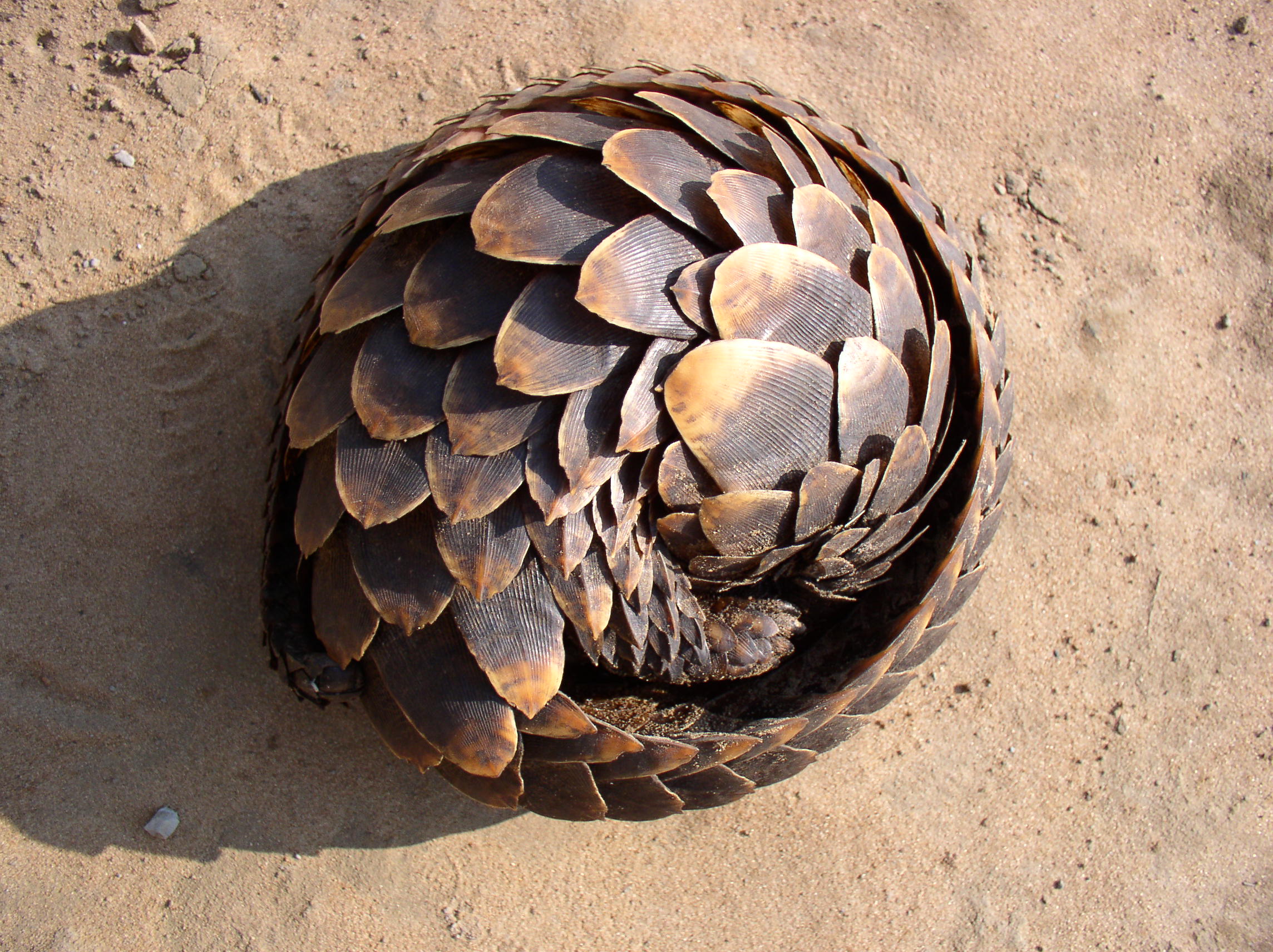 The Pangolin Problem | [Insert Title Here]