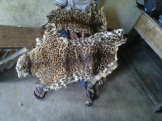 Brazzaville-peau de panthere