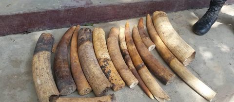 Un trafiquant arrete avec 28 kg d’ivoire a Brazzaville