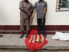 Un couple interpellé pour trafic d’ivoire à Brazzaville