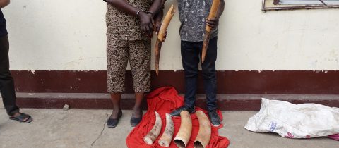 Un couple interpellé pour trafic d’ivoire à Brazzaville