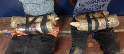 <strong>Deux individus interpellés pour trafic d’ivoire à Dolisie.</strong>