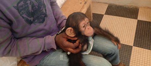Un individu interpellé à Nkayi pour détention et trafic d’un bébé chimpanzé vivant.