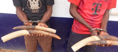 Treize présumés trafiquants de trophées d’espèces animales intégralement protégées interpellés en 2025  