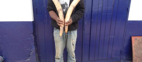Un individu interpellé pour trafic des pointes d’ivoire à Dolisie.