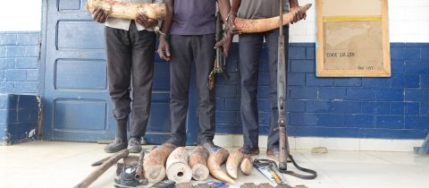 Trois braconniers interpellés avec des armes et des ivoires à Lékana et Ngo.