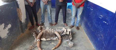 Interpellés pour trafic des produits de faune à Nkayi et Dolisie.   